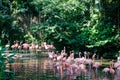 Flock of pink flamingos