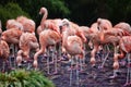 Flock of pink flamingos foraging in a lake