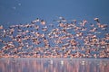 Flock of pink flamingos from Lake Manyara, Tanzania