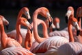 A flock of pink flamingos in nature. AI generative image