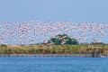 Flock of pink flamingos.Po river lagoon