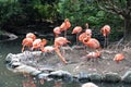 Flock of pink flamingos in pond. Bird and wild life animal concept. Natural life of flamingo Royalty Free Stock Photo