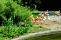 A flock of pink flamingos in a puddle near a reservoir, behind green bushes and reed beds