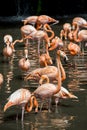 A flock of pink flamingos and reflection in water