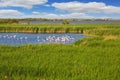 Flock of pink flamingos in the shallow lake Royalty Free Stock Photo
