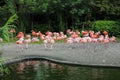 Flock of pink flamingos standing and resting near the water at the zoo Royalty Free Stock Photo