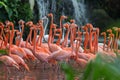 Flock of Pink flamingos