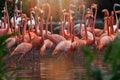 Flock of Pink flamingos