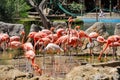 A flock of pink flamingos Royalty Free Stock Photo