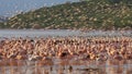 Pink flamingos taking flight at lake bogoria, kenya Royalty Free Stock Photo