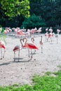 Flock of pink flamingos walking on sandy beach Royalty Free Stock Photo