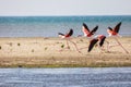 A flock of pink flying flamingos on the beach of Alexandroupolis Evros Greece, near Delta Evros national park Royalty Free Stock Photo