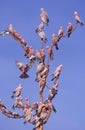 Flock of pink Galahs Royalty Free Stock Photo