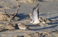 The flock of piping plovers (Charadrius melodus) getting rest at the beach, Galveston, Texas