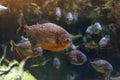 A flock of piranha fish in the dark waters of the Amazon River