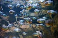 Flock of piranhas among rocks in river Royalty Free Stock Photo