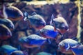 flock of piranhas swim Royalty Free Stock Photo