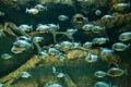 Flock of piranhas swim nature wildlife Royalty Free Stock Photo