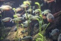 Flock of piranhas swim nature wildlife. Royalty Free Stock Photo