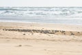 Flock of plover birds on the beach. Little birds  the size of a sparrow feed on invertebrates in the surf line and wrack. Royalty Free Stock Photo