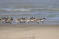 Flock of plovers standing in the water