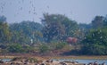 Flock of pratincoles at a wetland in western Indian state of Gujarat