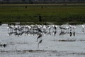 Flock of Preening Spoonbills