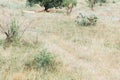 pride lions sleeping under a tree in the savannah