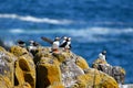 Flock of Puffins Royalty Free Stock Photo