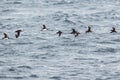 Flock of puffins skimming the waves Royalty Free Stock Photo