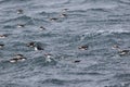 Flock of puffins swimming Royalty Free Stock Photo