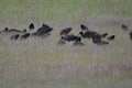 Flock of Puna ibises in a lush grassy field. Plegadis ridgwayi.