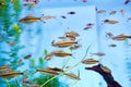 Flock puntius denisonii in aquarium Royalty Free Stock Photo