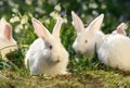 Flock rabbits