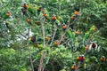 A flock of Rainbow Lorikeets