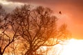 A flock of raven in the trees against the backdrop of a bright beautiful sunset Royalty Free Stock Photo