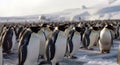 A flock of realistic imperial penguins. Generative AI