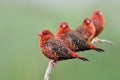 Flock of red avadavat or strawberry finch birds transparent into breeding plumage with vivid red feathers and perhcing together on