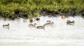 Flock of Red-biled Ducks Teal Anas erythrorhyncha on a Small Pond