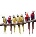 Flock Of Red And Blue Yellow Macaw Purching On Dry Tree Branch I