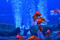 A flock of red fish swims near coral