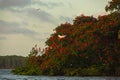 Flock of red guarÃÂ¡s birds in the parnaÃÂ­ba delta, PiauÃÂ­, Brazil