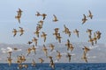 The flock of Red Knot - Calidris canutus is a medium-sized shorebird Royalty Free Stock Photo