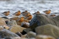 The flock of Red Knot - Calidris canutus is a medium-sized shorebird