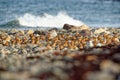 The flock of Red Knot - Calidris canutus is a medium-sized shorebird Royalty Free Stock Photo