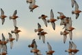 The flock of Red Knot - Calidris canutus is a medium-sized shorebird