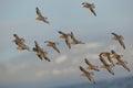 The flock of Red Knot - Calidris canutus is a medium-sized shorebird Royalty Free Stock Photo