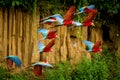 Flock Of Red Parrot In Flight. Macaw Flying, Green Vegetation In Background. Red And Green Macaw In Tropical Forest, Peru