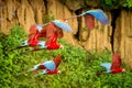 Flock of red parrot in flight. Macaw flying, green vegetation in background. Red and green Macaw in tropical forest, Peru Royalty Free Stock Photo