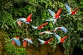 Flock of red parrot in flight. Macaw flying, green vegetation in background. Red and green Macaw in tropical forest, Peru Royalty Free Stock Photo